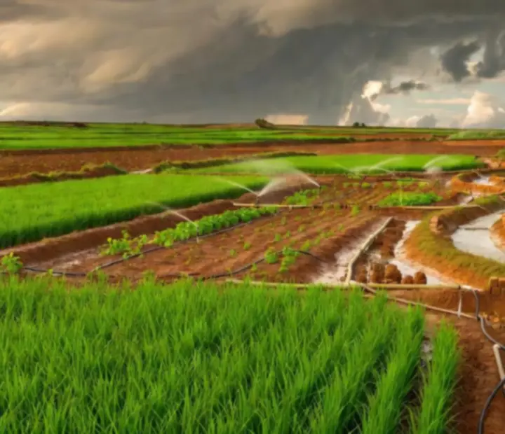 Champs indiens irrigués avec canaux et eau ruisselante, sous un ciel chargé typique de la mousson