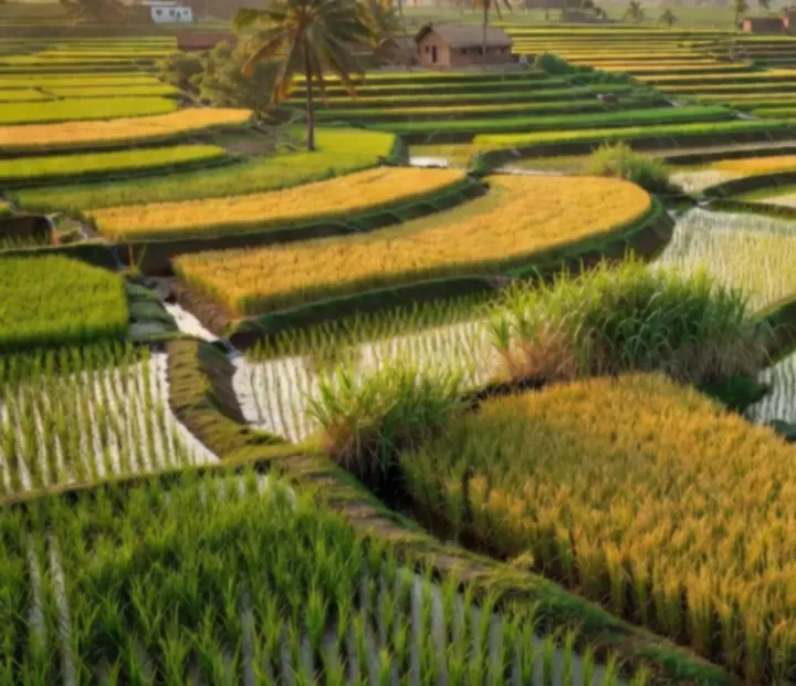 Rizières et champs irrigués au coucher du soleil dans une campagne indienne.